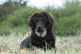 DOGUE DU TIBET 841